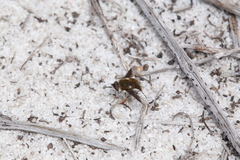 Bombyliini