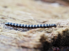 Diplopoda