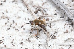 Bombyliini