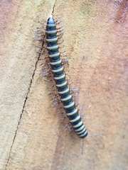 Diplopoda