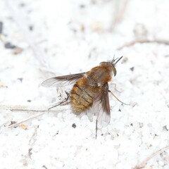 Bombyliini