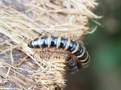 Diplopoda