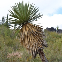 Yucca carnerosana