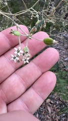 Astrotricha longifolia