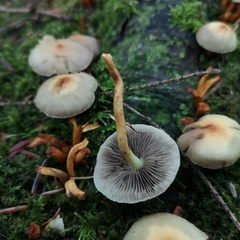 Hypholoma