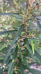 Astrotricha longifolia