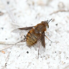 Bombyliini