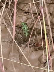 Pelophylax saharicus
