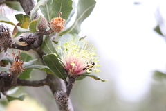 Banksia ilicifolia