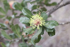 Banksia ilicifolia