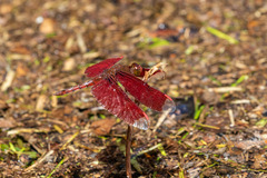 Neurothemis fulvia