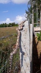 Boa constrictor