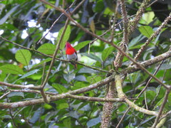 Aethopyga temminckii