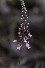 Stylidium araeophyllum