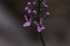 Stylidium araeophyllum