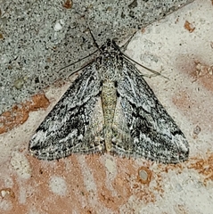 Evergestis simulatilis