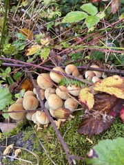 Hypholoma fasciculare