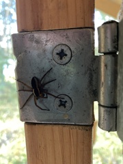 Dolomedes fimbriatus