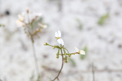 Stylidium rigidulum
