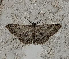 Cyclophora nanaria