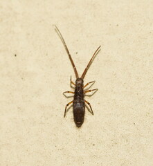 Paronellidae