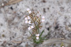 Stylidium rigidulum