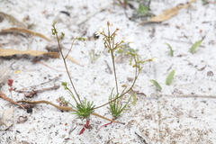 Stylidium rigidulum
