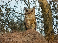 Otus bakkamoena