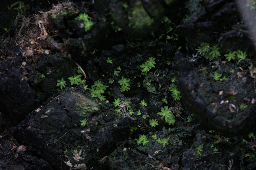 Image of Calymperastrum latifolium by (c) Hugo Innes, some rights reserved (CC BY)