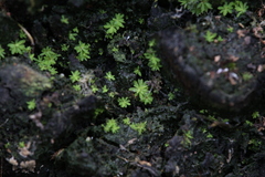 Calymperastrum latifolium