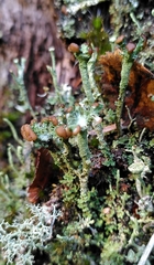 Cladonia gracilis