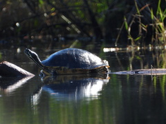 Pseudemys floridana