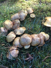 Suillus bovinus
