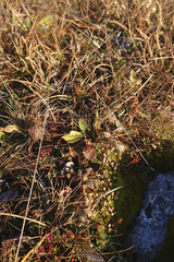 Dactylorhiza viridis