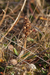 Dactylorhiza viridis