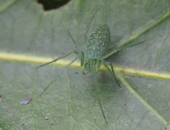 Araneus talipedatus