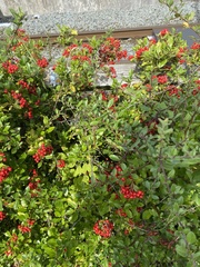 Cotoneaster franchetii