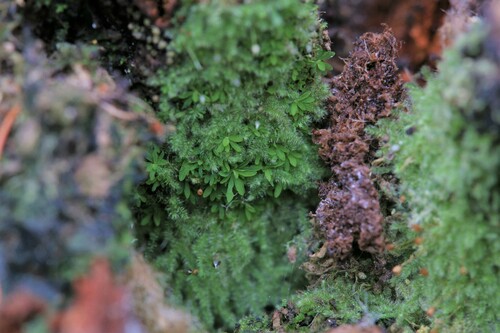 Image of Calymperastrum latifolium by (c) Hugo Innes, some rights reserved (CC BY)