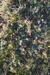 Geum montanum