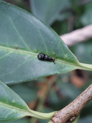 Mystacides azureus