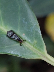 Mystacides azureus