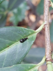 Mystacides azureus