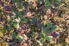 Geum montanum