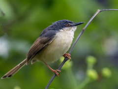 Prinia socialis