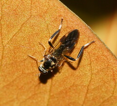 Exaireta spinigera