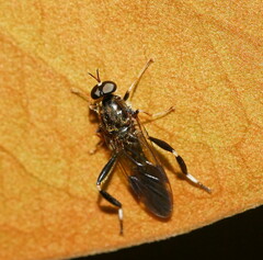 Exaireta spinigera