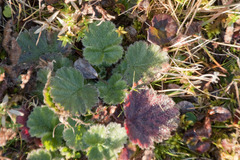 Geum montanum
