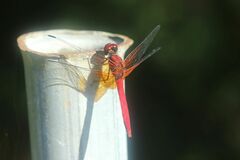 Sympetrum speciosum