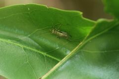 Svistella bifasciata