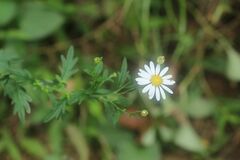 Aster pinnatifidus